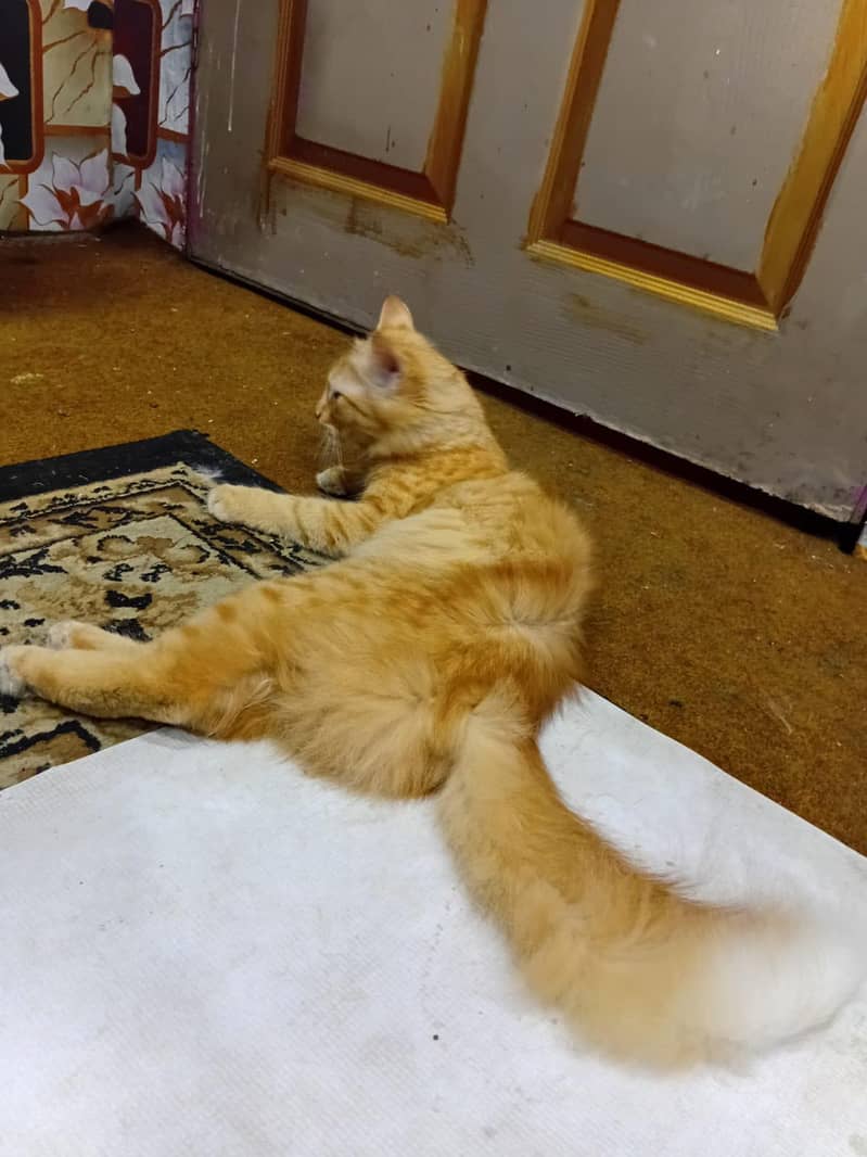cute cat 2