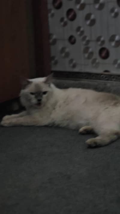 persian cat