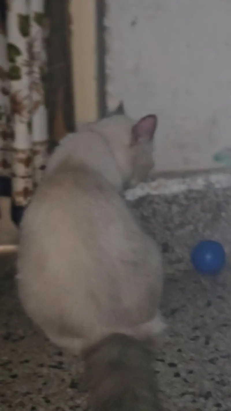 hamaliyan persian cat — photo 2