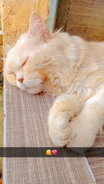 Persian cat price 8k final 6k
