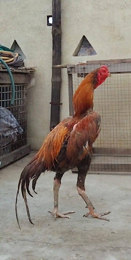 Top Quality Aseel Patha available 1