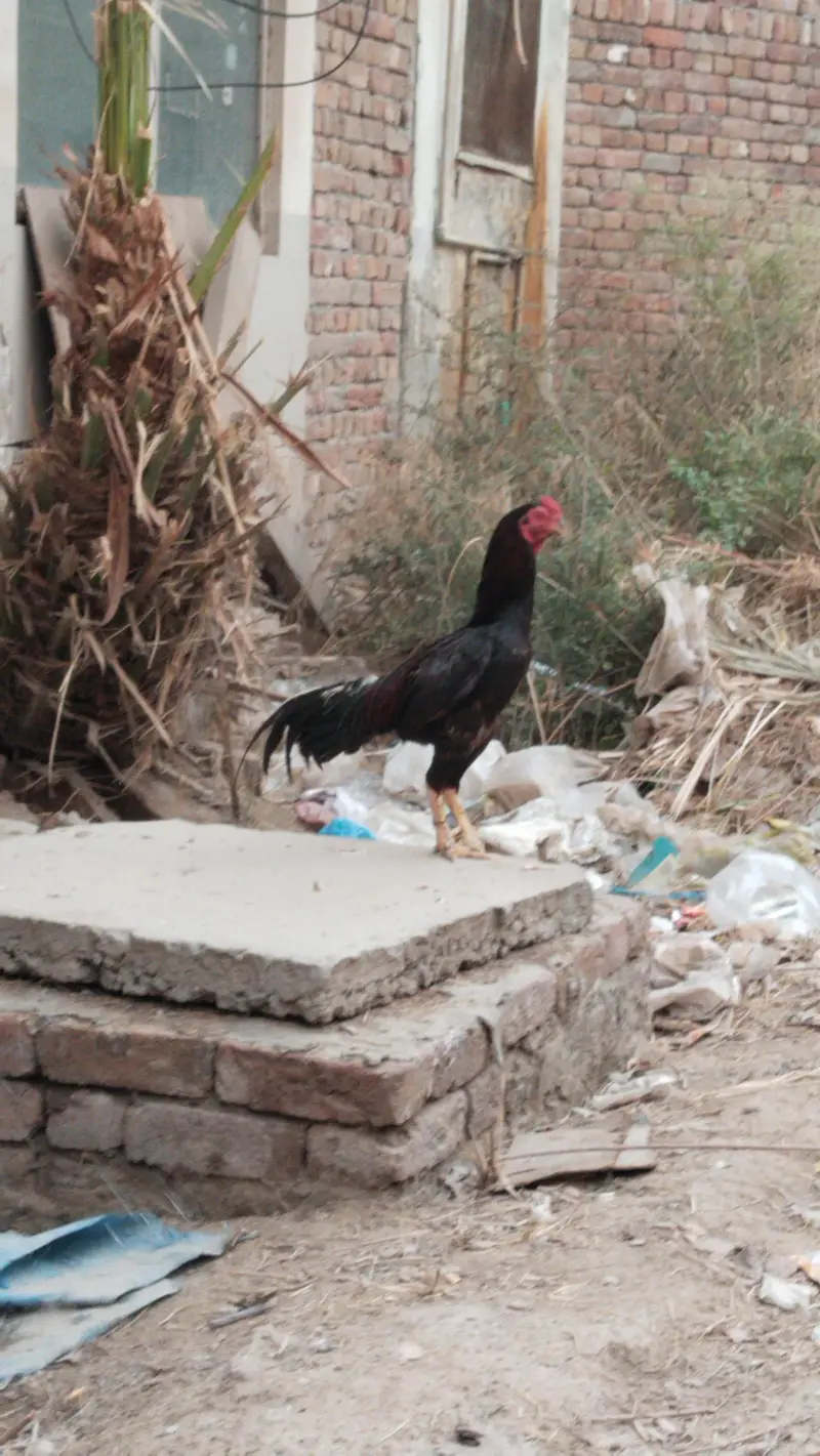 serious buyer rabta kre — photo 2