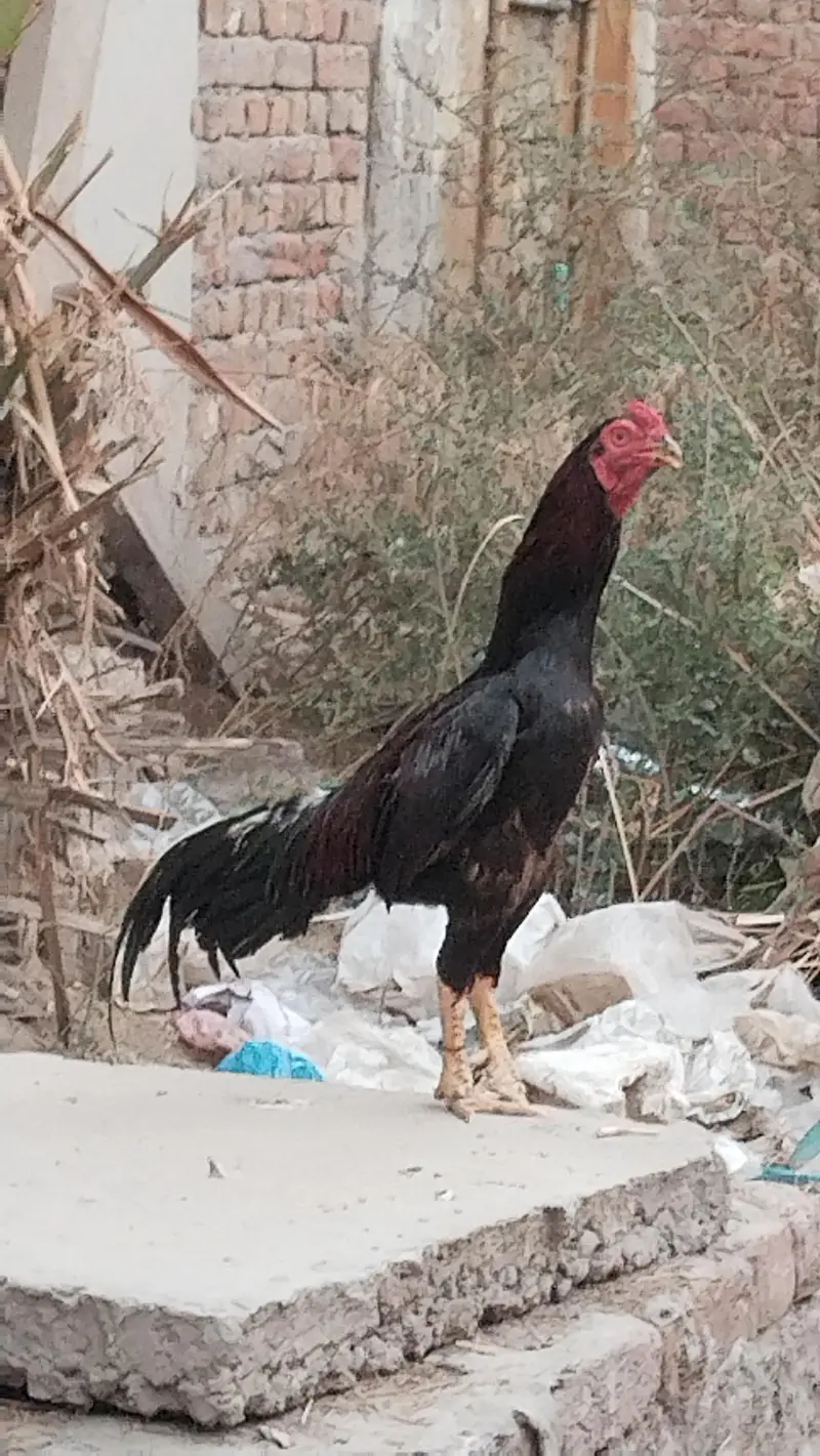 serious buyer rabta kre — photo 3