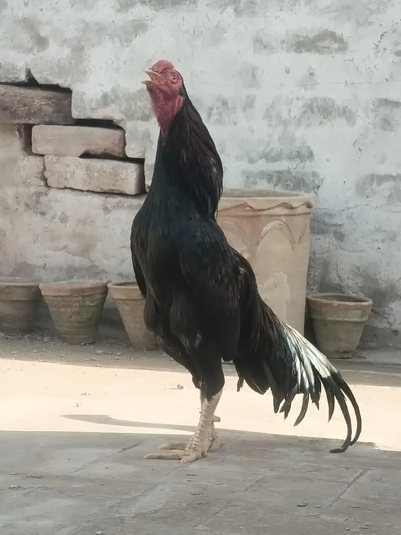 serious buyer rabta kre — photo 4