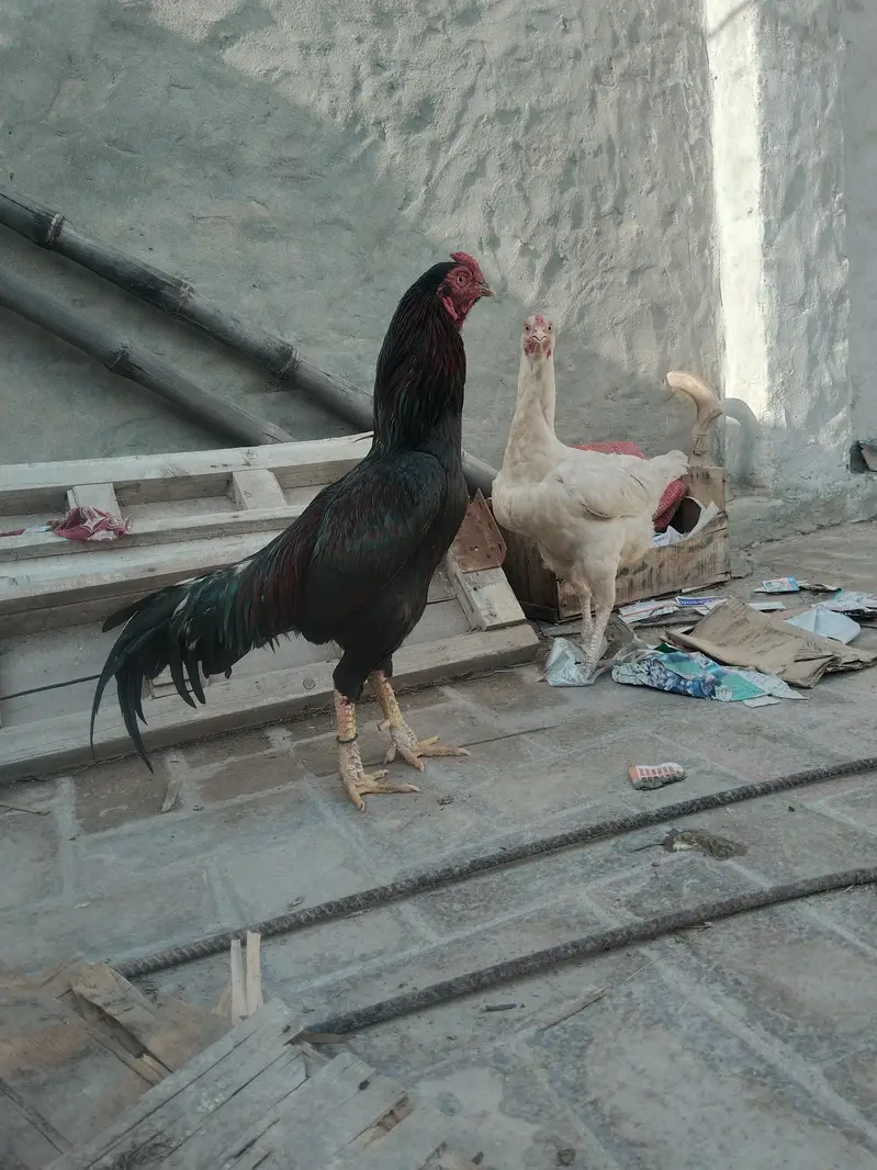 serious buyer rabta kre — photo 8