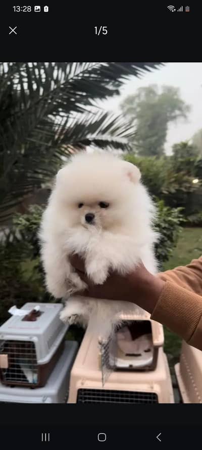 IMPORTED POMERANIAN PUPPIES AVAILABLE FOR SALE