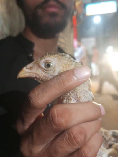 Pakistani shaamo