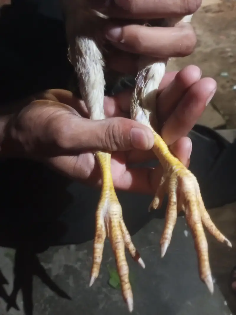 Pakistani shaamo — photo 2