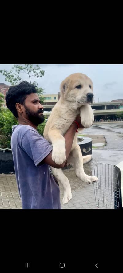 IMPORTED ALABAI PUPPIES ARE AVAILABLE FOR SALE