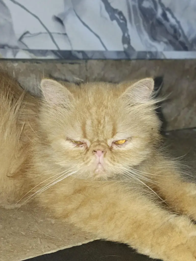 piki female Jinger color — photo 2