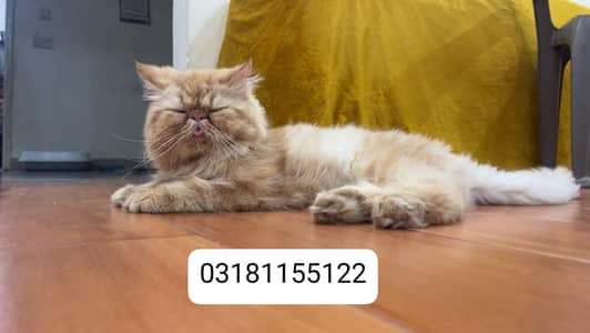 persion peki female available for sale