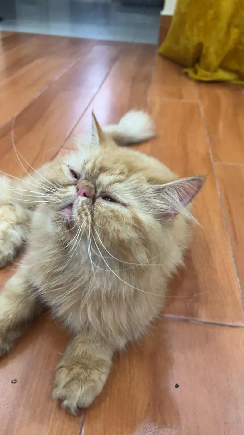 persion peki female available for sale — photo 2