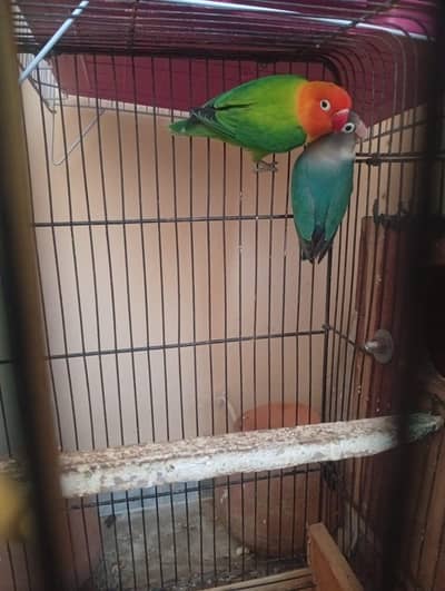 breeder pair