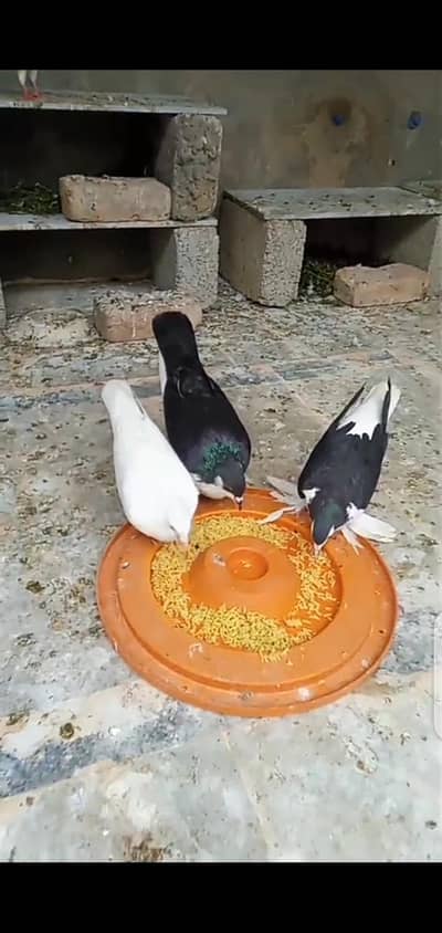 beautiful quality pair  forsale.