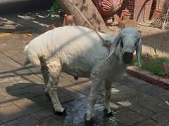 Talakang Dumby  | Sheep | Dumbi | Goat For sale