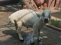 dumba Sheep | Kajla | Bakra | Goat | chaki dumba