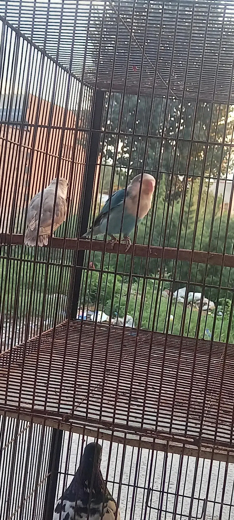 love birds pair — photo 2