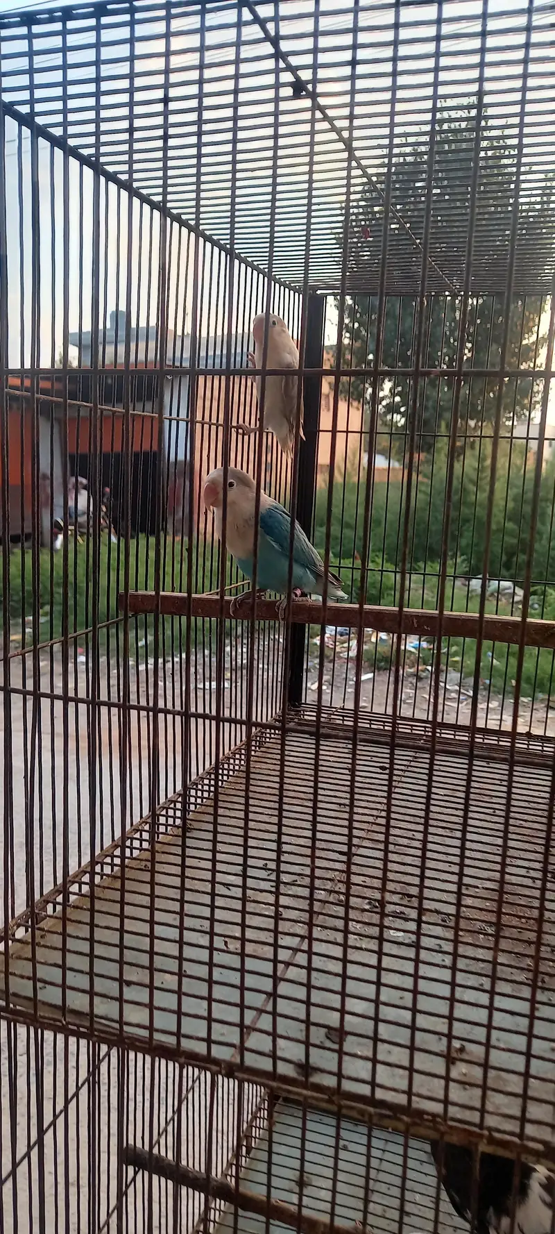 love birds pair — photo 3