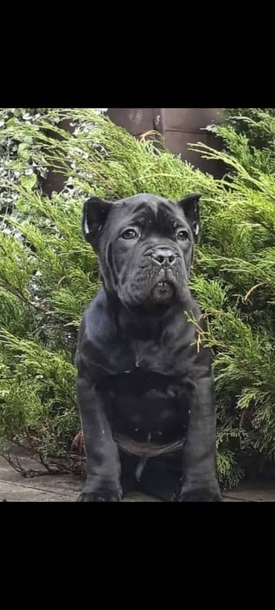 IMPORTED CANE CORSO PUPPIES AVAILABLE FOR SALE