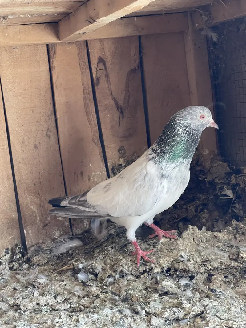 Breeder setup for sale — photo 12