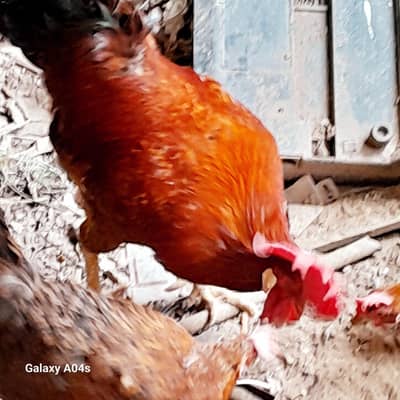 4 hens 1 murgha
