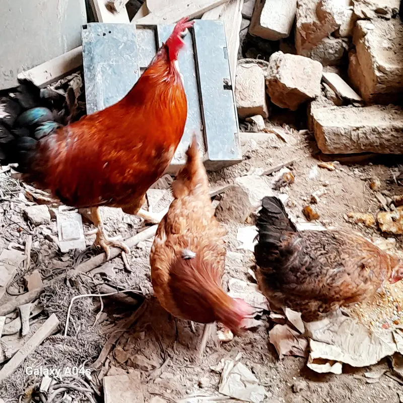 4 hens 1 murgha — photo 2