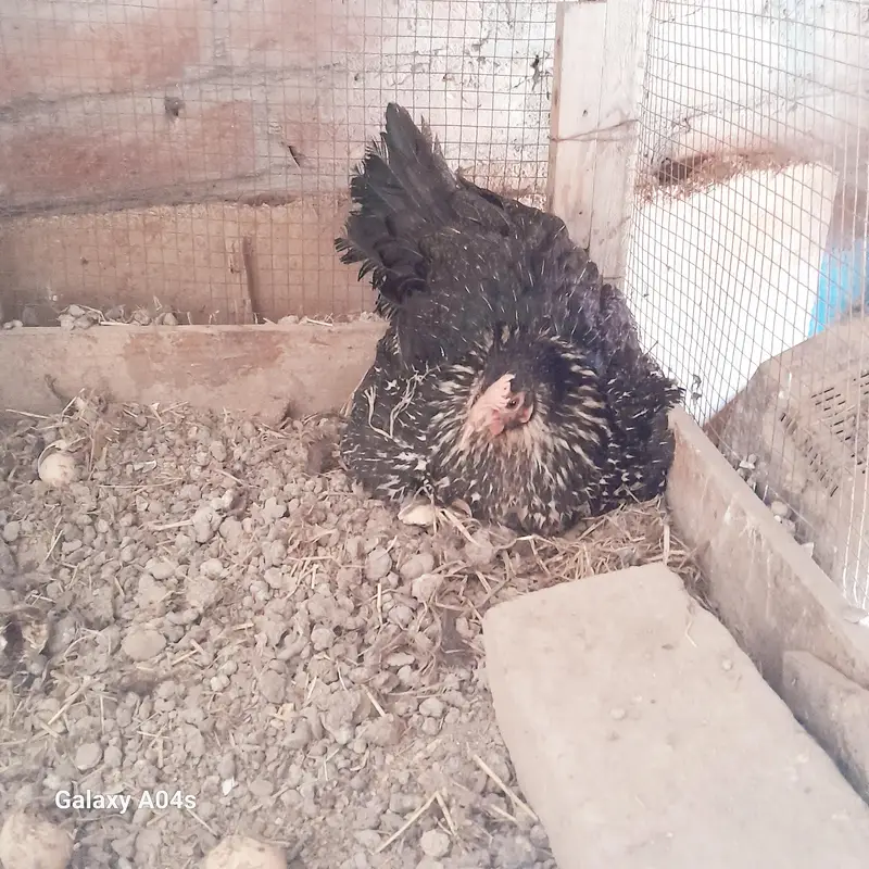4 hens 1 murgha — photo 3