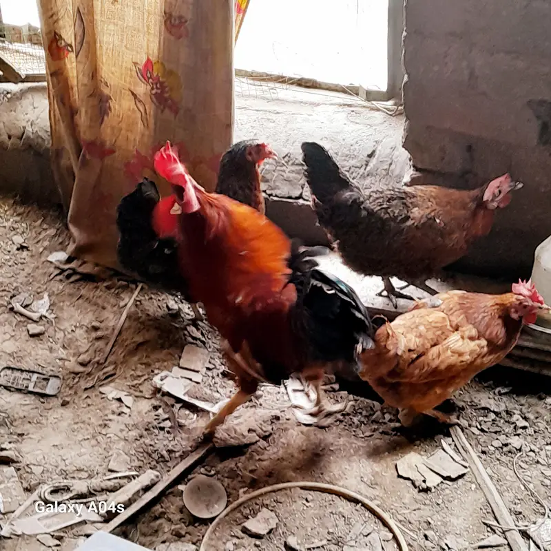4 hens 1 murgha — photo 4