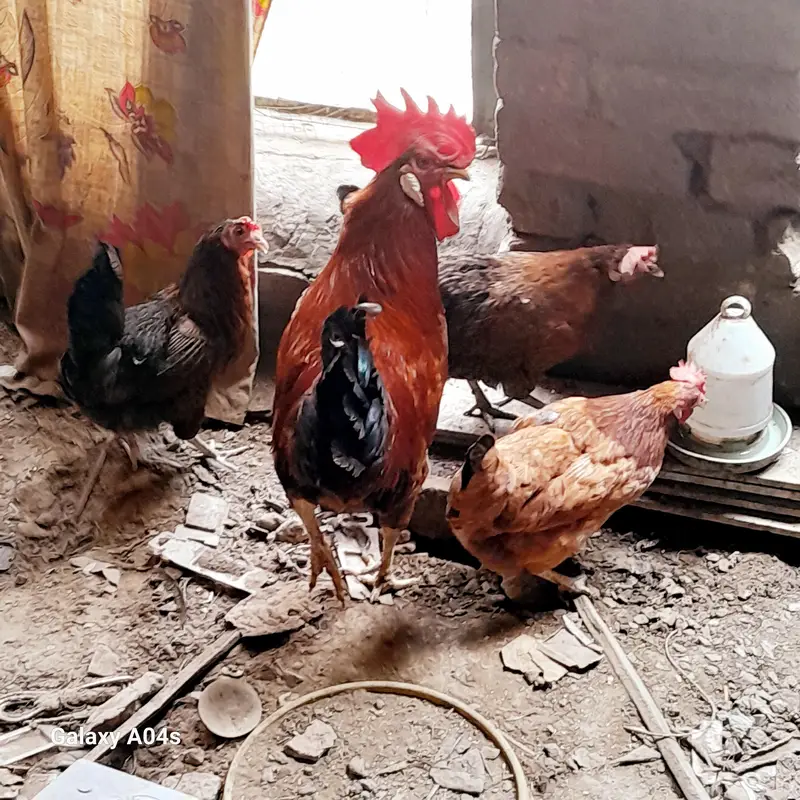 4 hens 1 murgha — photo 5