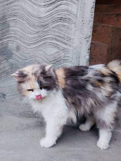 Persian cat