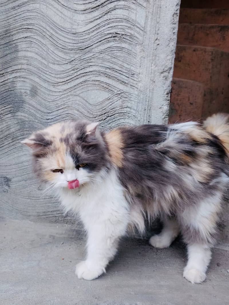Persian cat 1