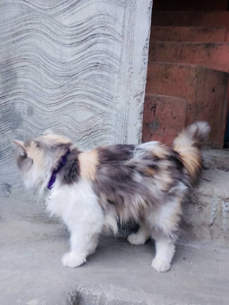 Persian cat 2