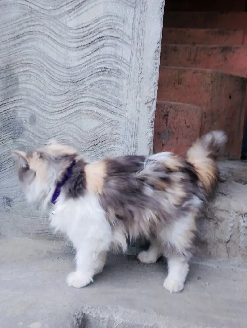 Persian cat — photo 3