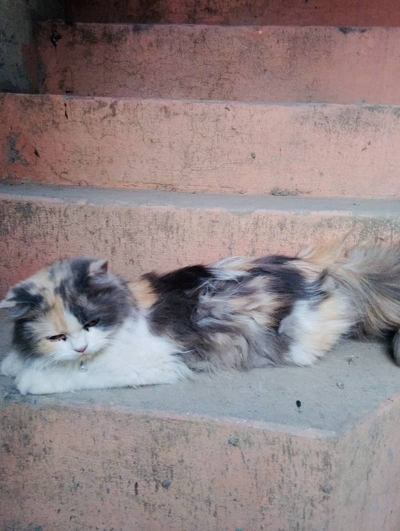 Persian cat 3