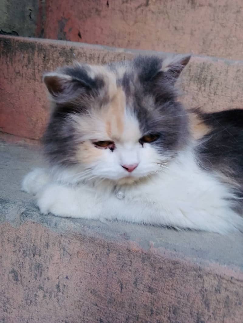 Persian cat 0