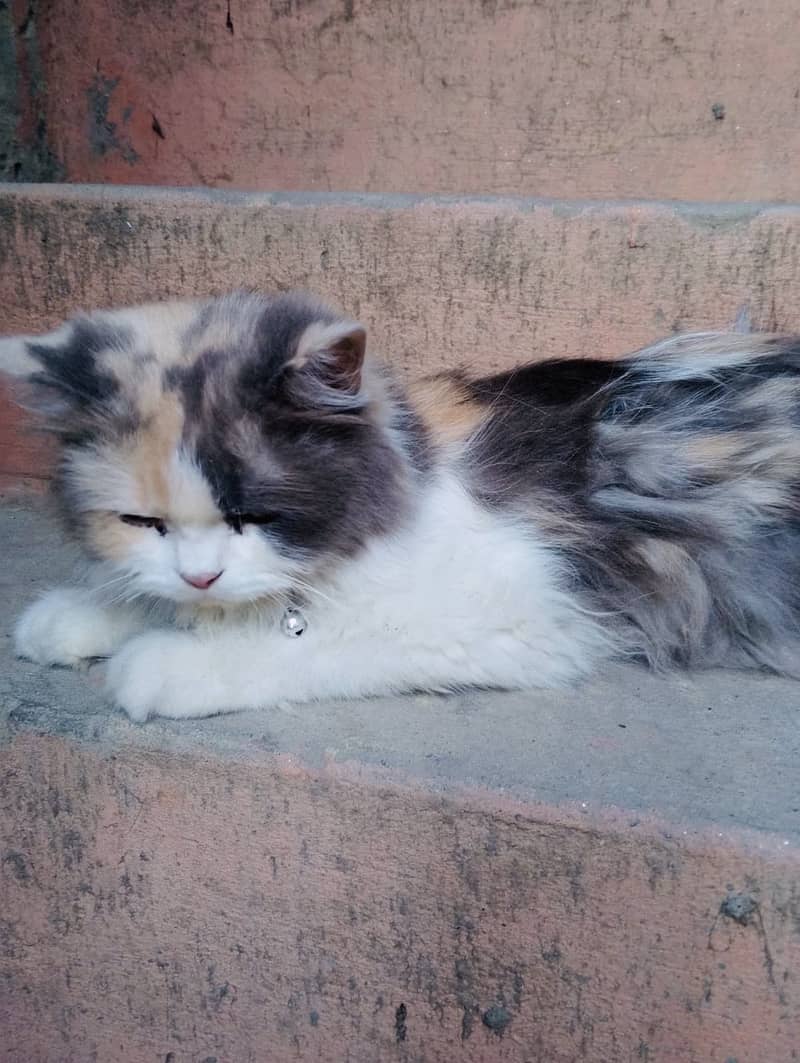 Persian cat 4
