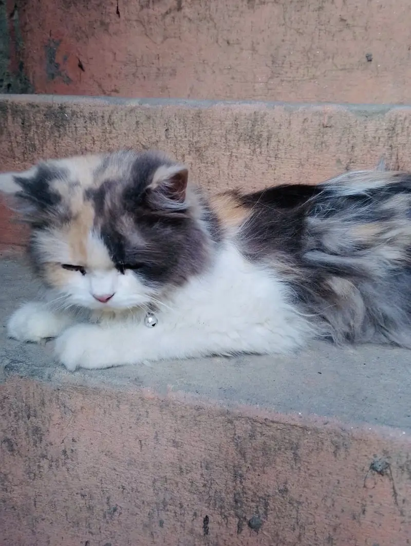 Persian cat — photo 5