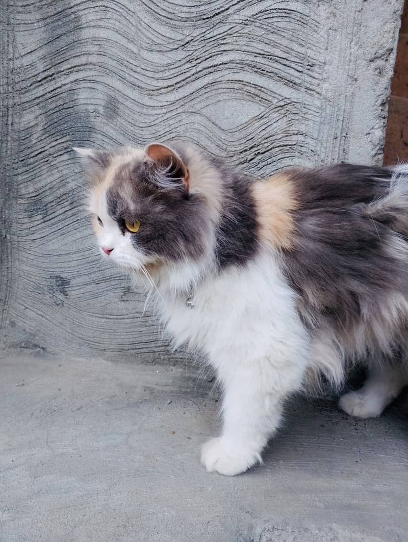 Persian cat 5