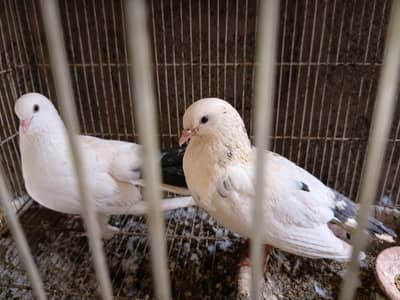 Confirmed Breeder Pair – Healthy White Fancy Pigeons With Black Tails