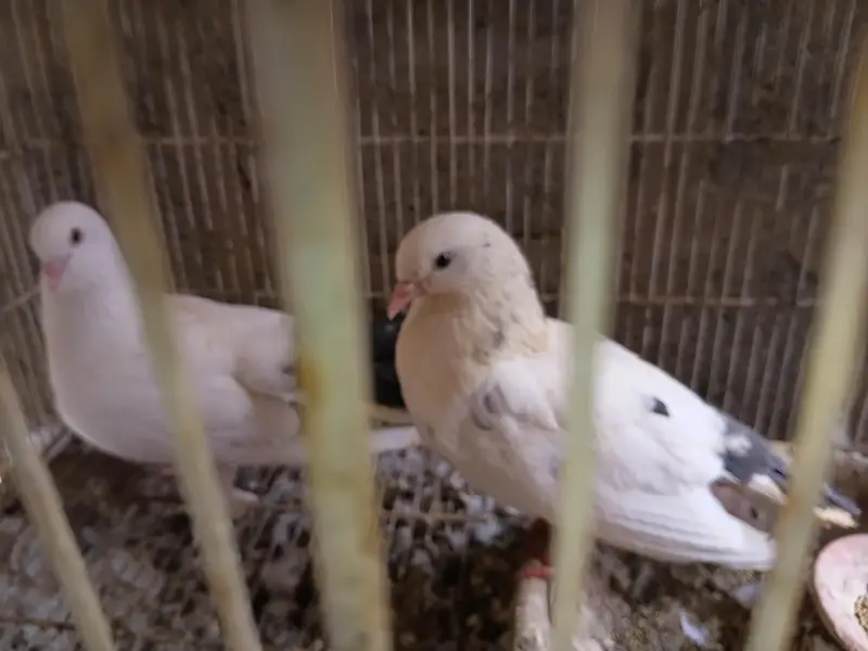 Confirmed Breeder Pair – Healthy White Fancy Pigeons With Black Tails — photo 2