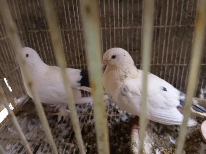 Confirmed Breeder Pair – Healthy White Fancy Pigeons With Black Tails — photo 3