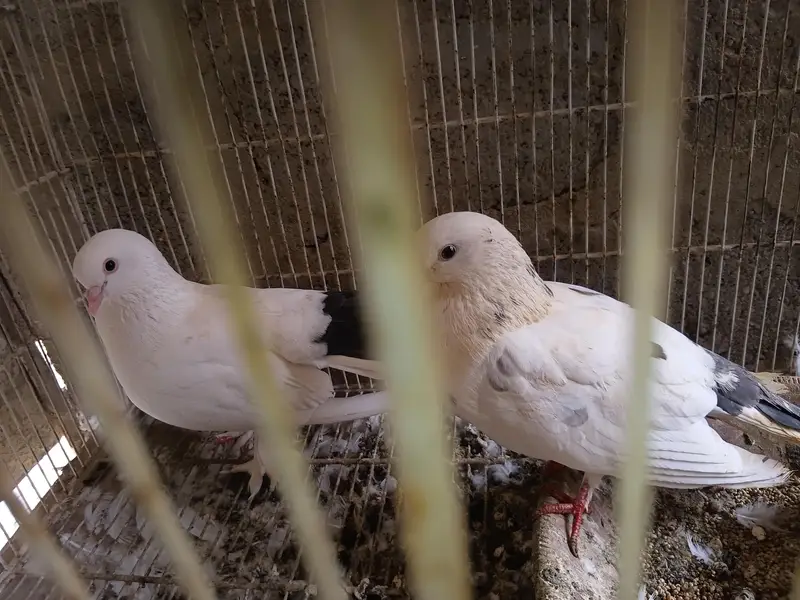 Confirmed Breeder Pair – Healthy White Fancy Pigeons With Black Tails — photo 4