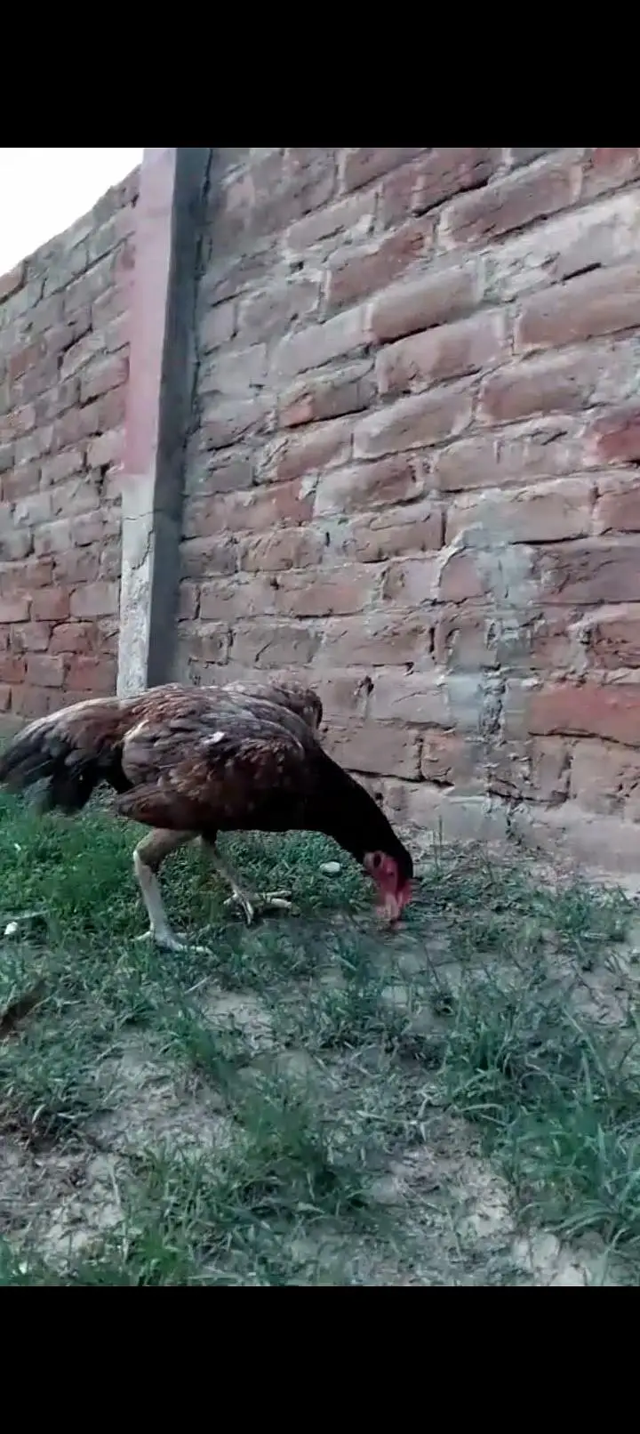 Lakha Aseel — photo 3