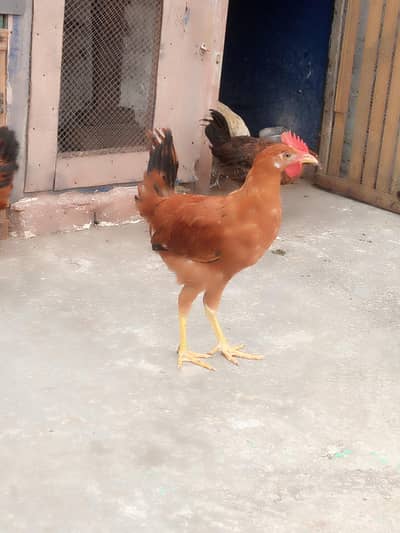 male and female available Whatsapp 03417945892 read description