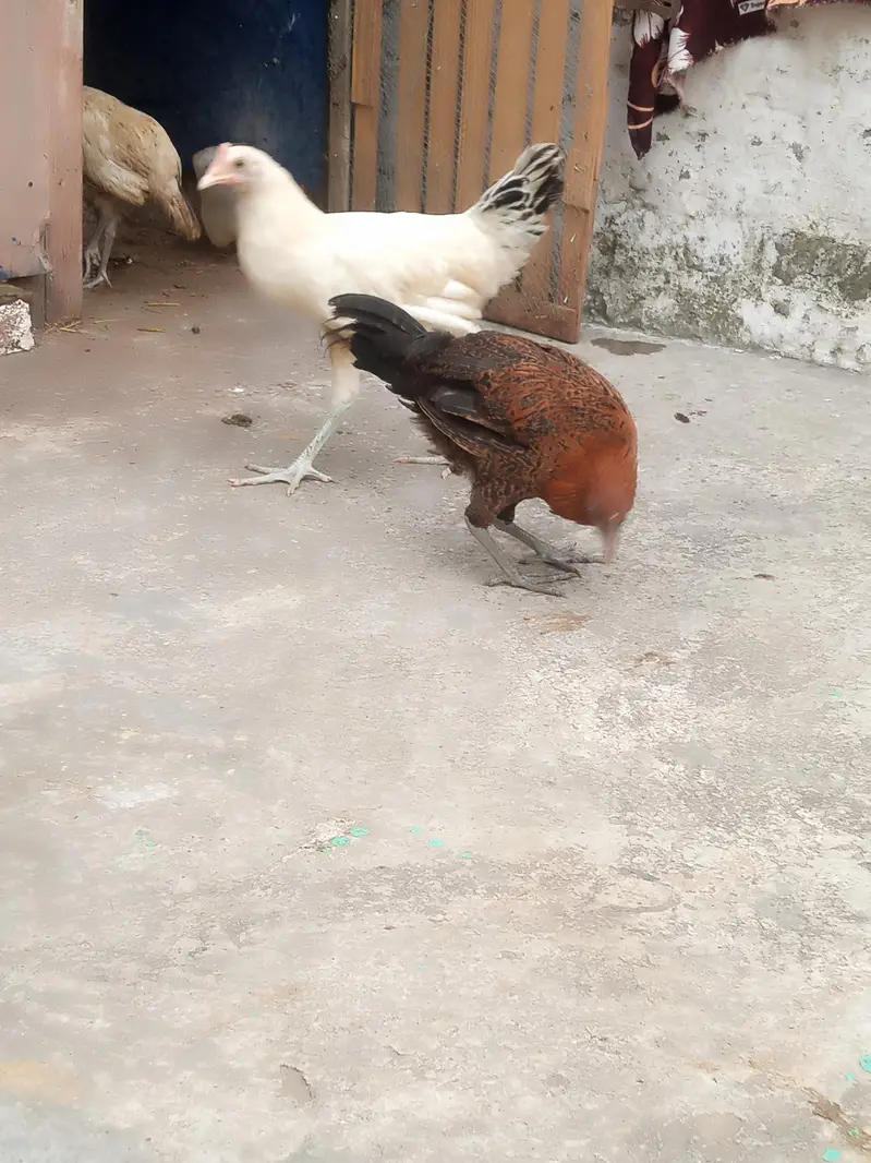 male and female available Whatsapp 03417945892 read description — photo 2