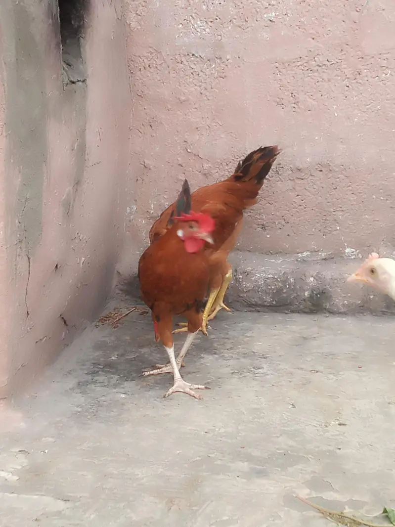 male and female available Whatsapp 03417945892 read description — photo 3