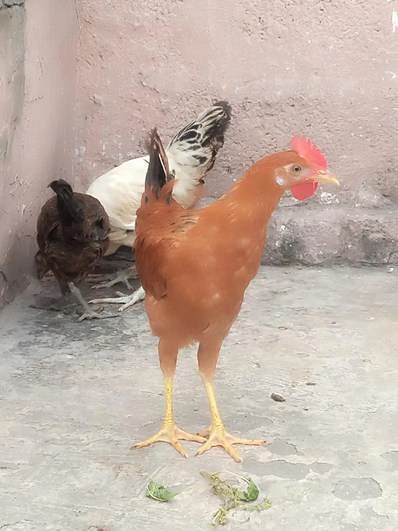 male and female available Whatsapp 03417945892 read description — photo 4