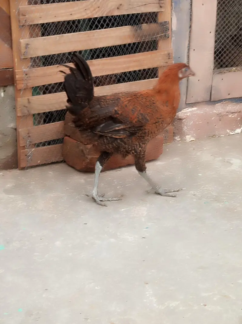 male and female available Whatsapp 03417945892 read description — photo 5