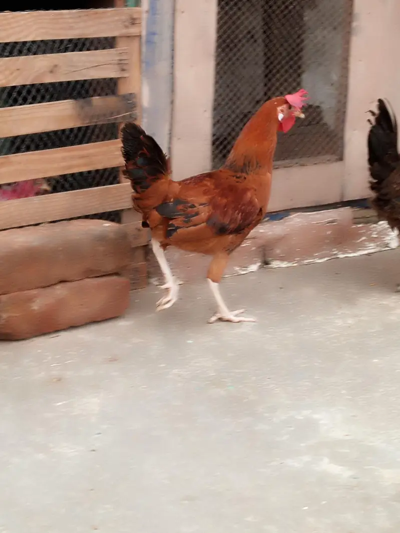 male and female available Whatsapp 03417945892 read description — photo 6