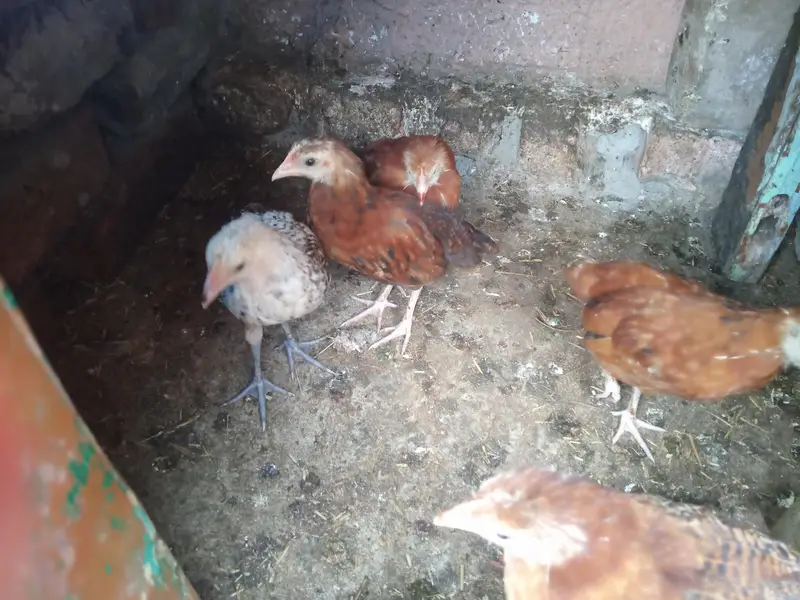 male and female available Whatsapp 03417945892 read description — photo 7